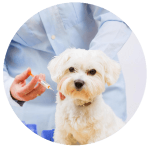 Best Vet Hospital In West Roxbury, MA | West Roxbury