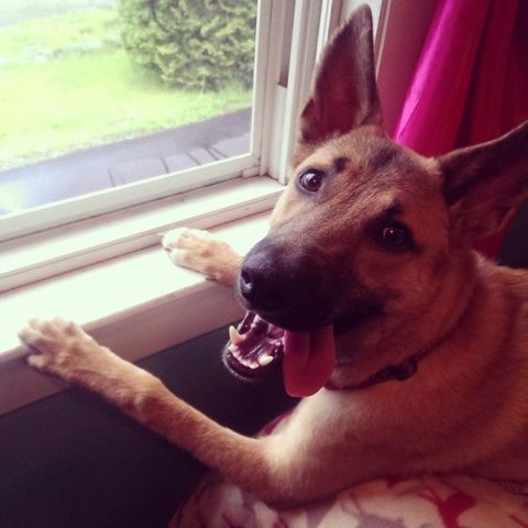 About West Roxbury Animal Hospital | Vet In West Roxbury, MA 02132