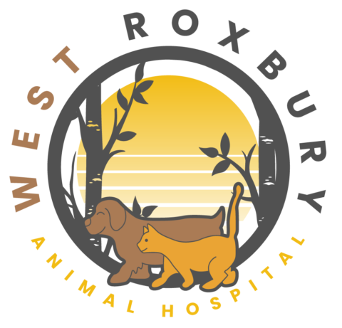 Best Vet Hospital In West Roxbury, MA | West Roxbury