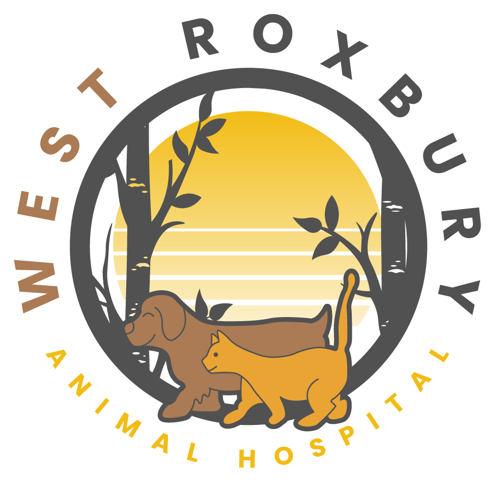 Best Vet Hospital In West Roxbury, MA | West Roxbury